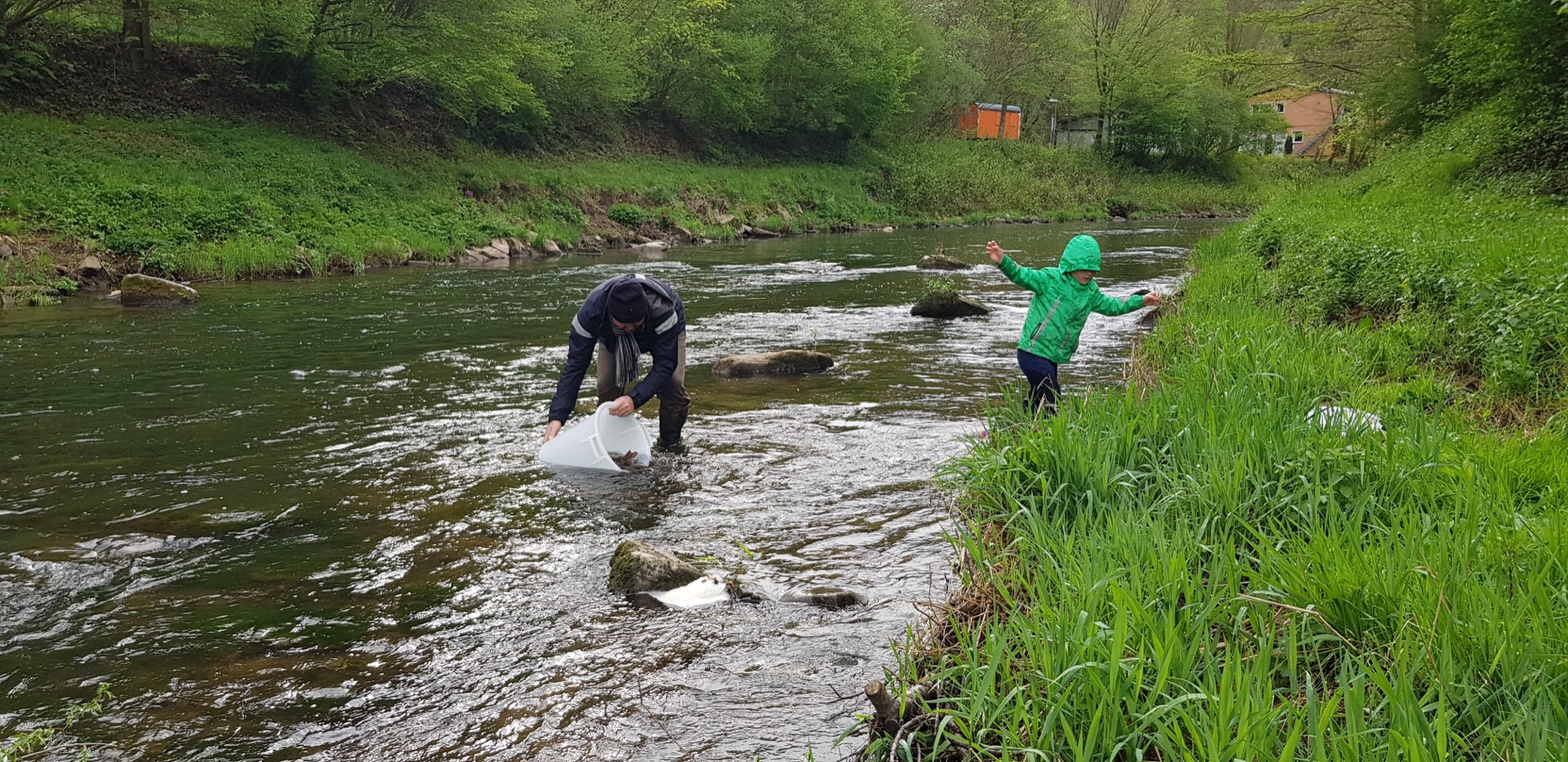 Die Nagold bei Bad Liebenzell im Frühling